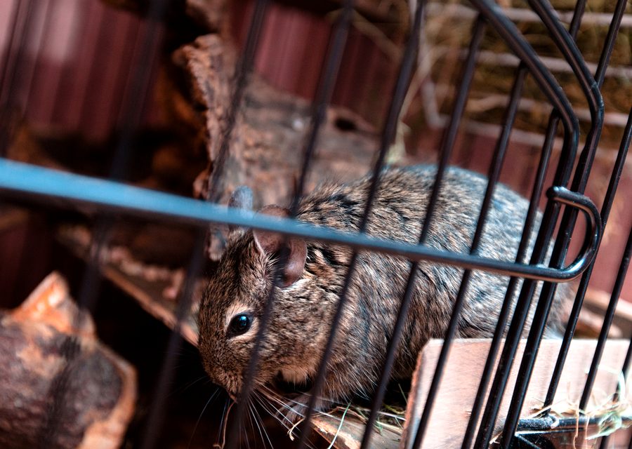 Animal exclusion work in Blaine