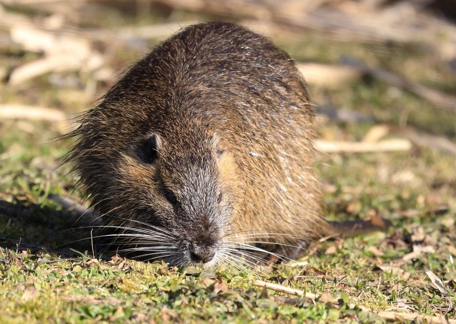 Animal exclusion work in Lead Hill