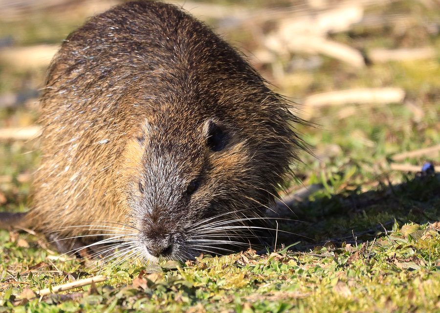 Animal exclusion work in Cosby