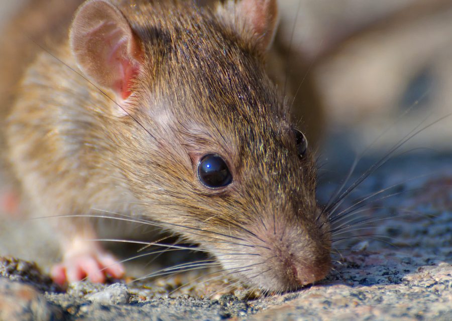 Animal exclusion work in Pennsburg