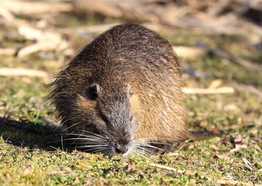 Animal exclusion work in Fresno