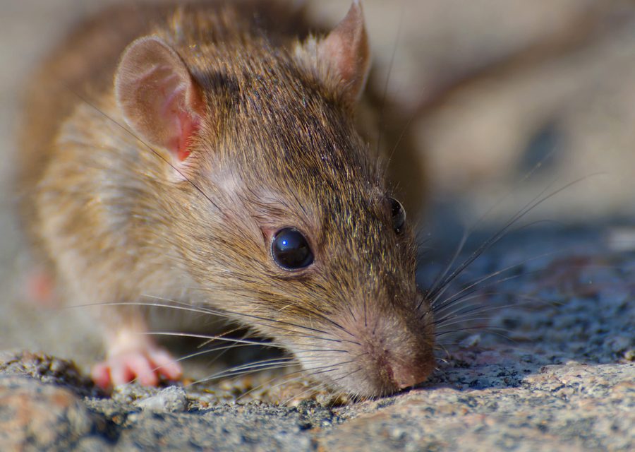 Animal exclusion work in Lavaca