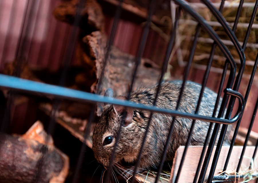 Animal exclusion work in Covington