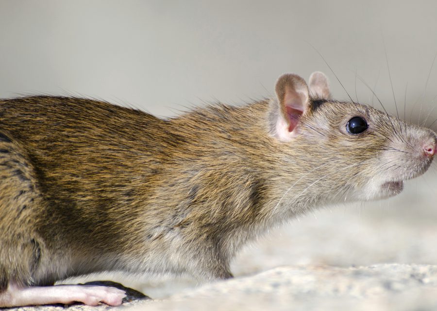 Animal exclusion work in Dexter
