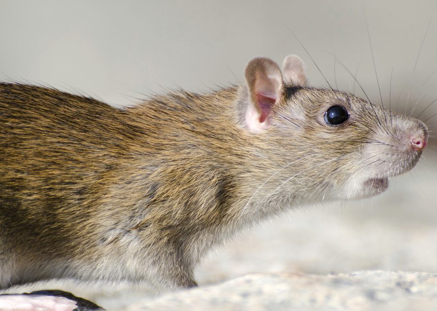 Animal exclusion work in Green Oak