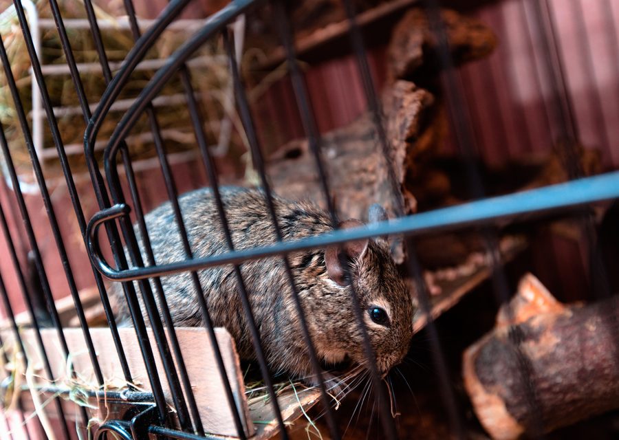 Animal exclusion work in Robbins
