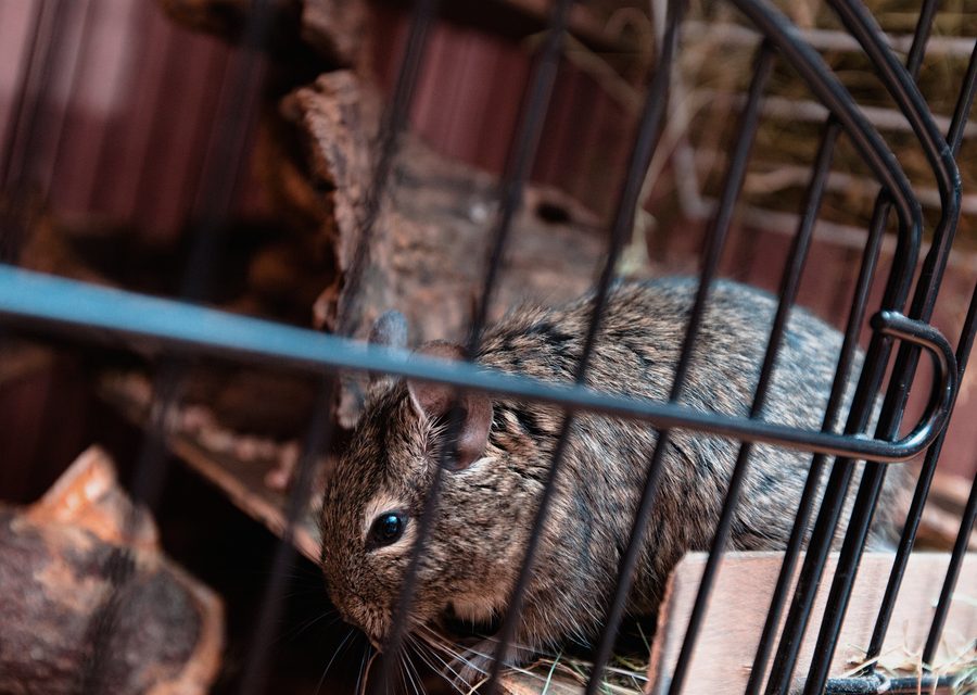 Animal exclusion work in Hartland