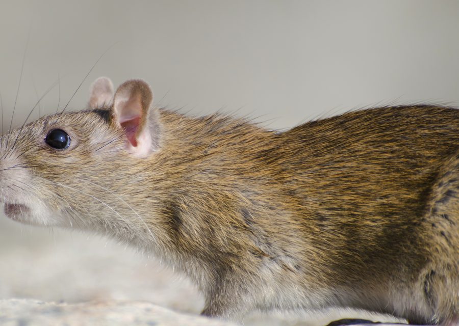 Animal exclusion work in Missouri City