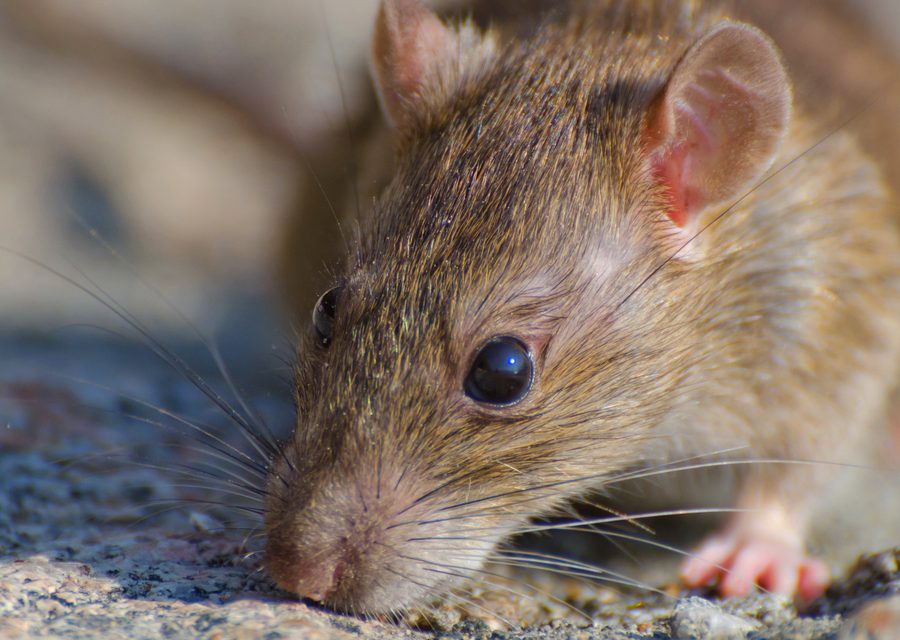 Animal exclusion work in Centerton