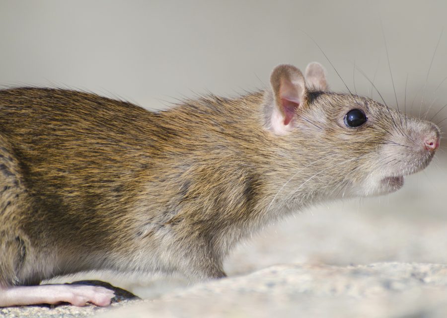 Animal exclusion work in Holly