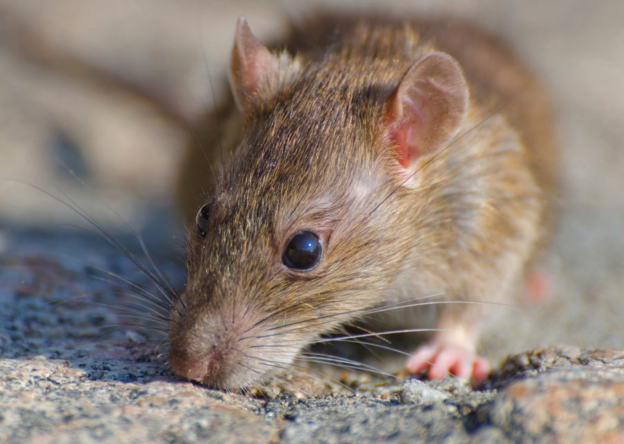 Animal exclusion work in Seymour