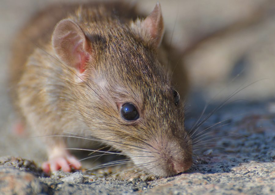 Animal exclusion work in Wixom