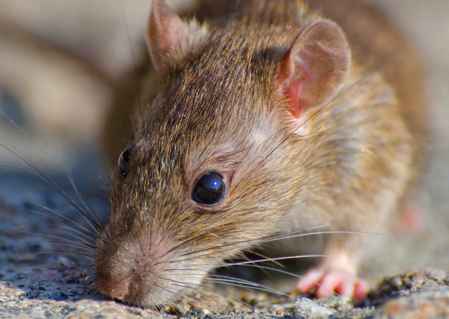 Animal exclusion work in St Paul