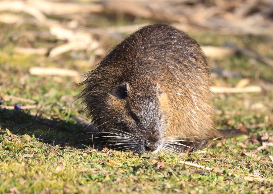Animal exclusion work in Butler