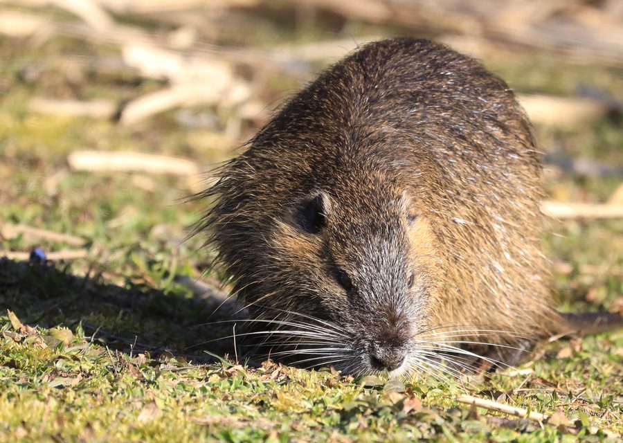 Animal exclusion work in Johnson City