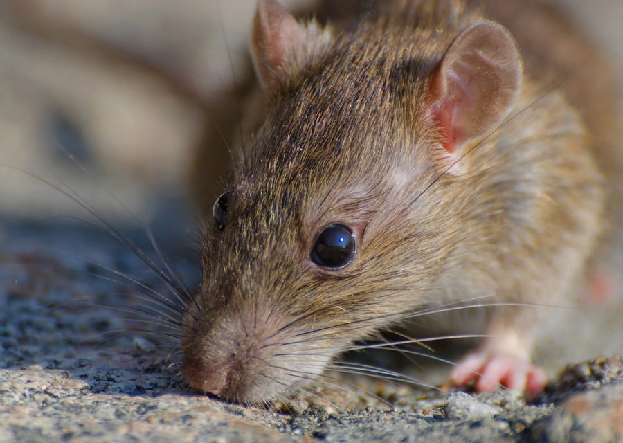 Animal exclusion work in Mosheim