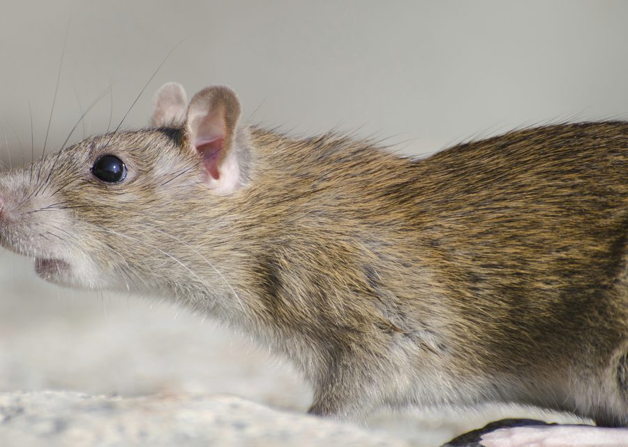 Animal exclusion work in Lampe