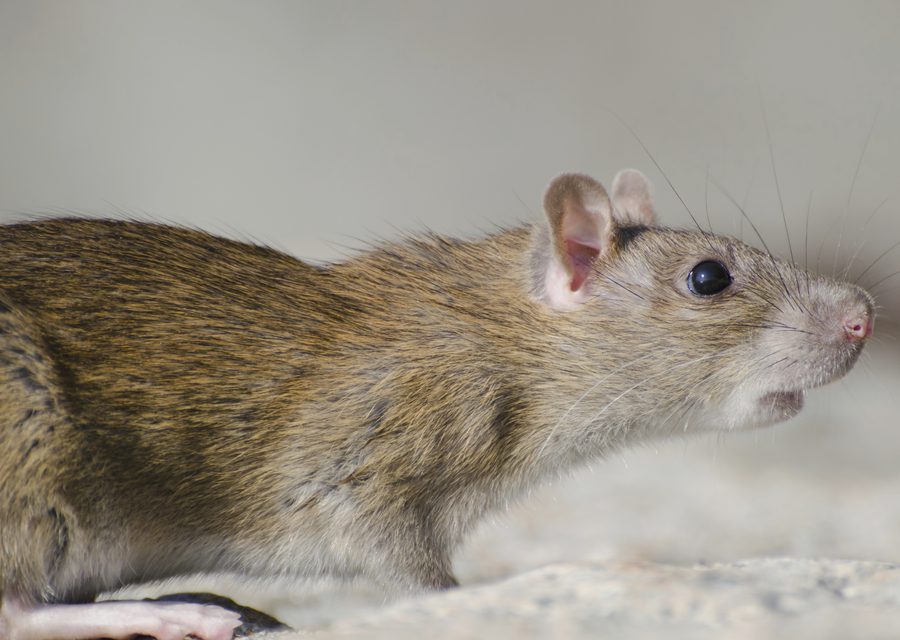 Animal exclusion work in Gentry