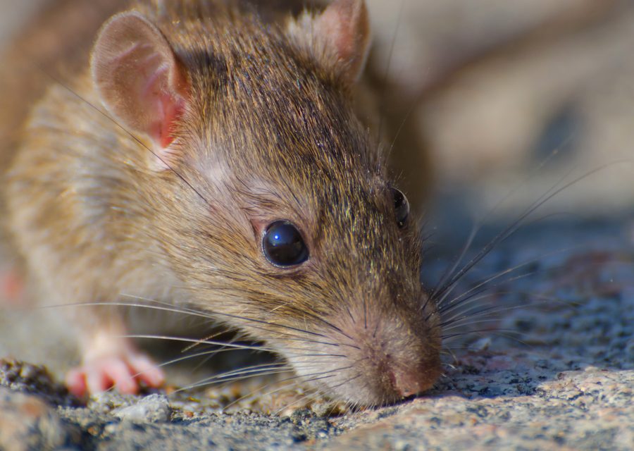 Animal exclusion work in Knoxville