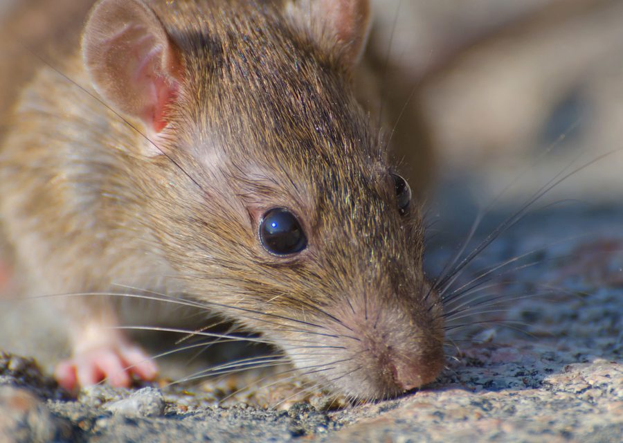 Animal exclusion work in La Follette