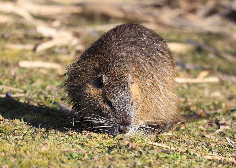 Animal exclusion work in Canton