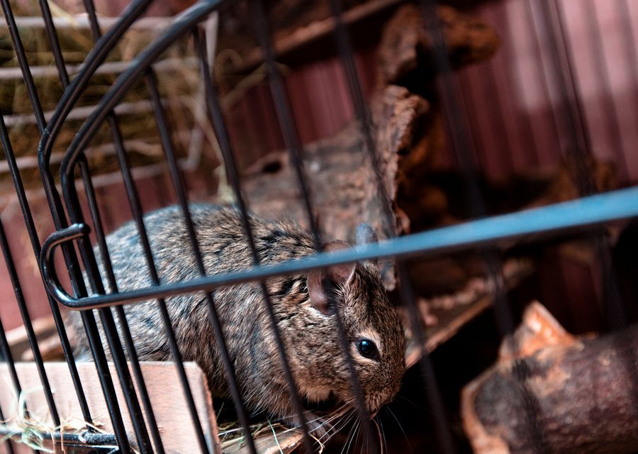 Animal exclusion work in Madison