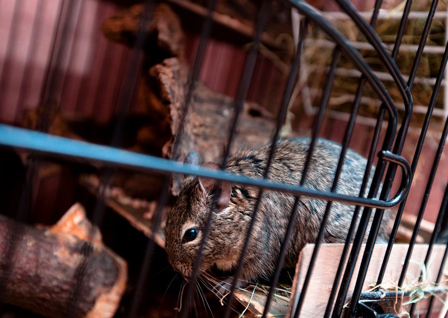Animal exclusion work in Fort Pierce