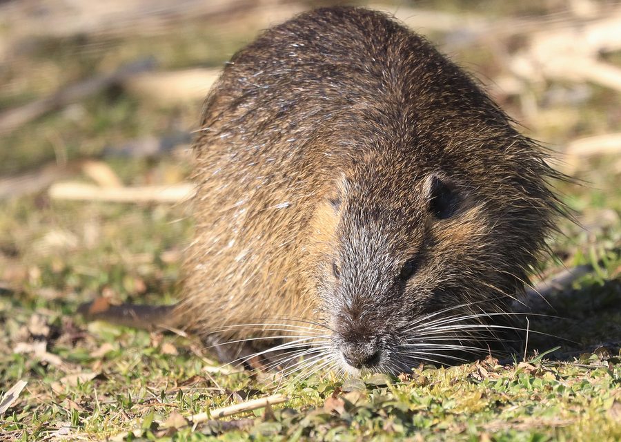 Animal exclusion work in Mountain City