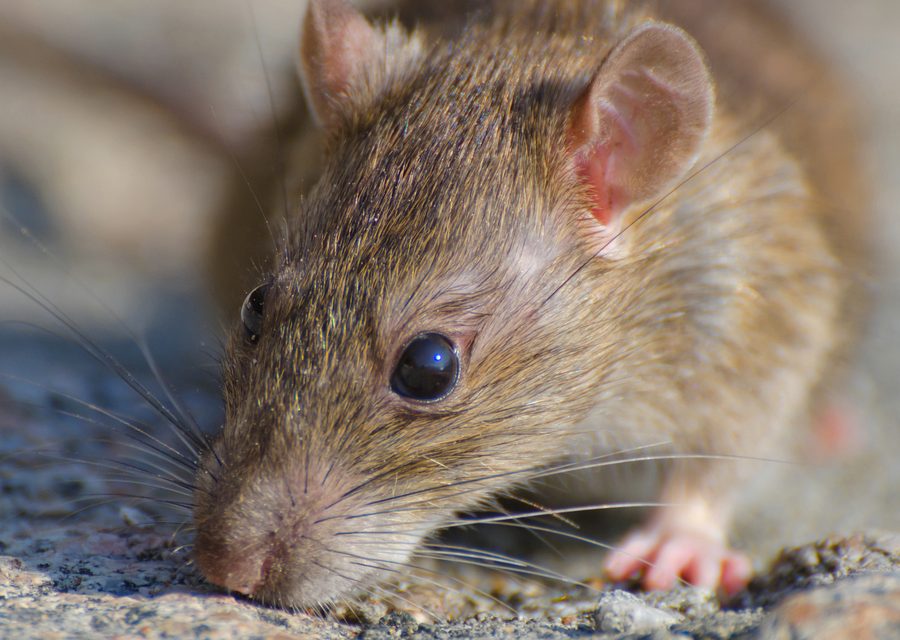 Animal exclusion work in Vonore