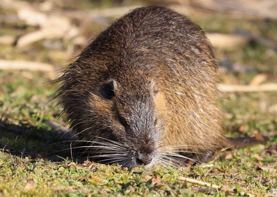 Animal exclusion work in Hampton