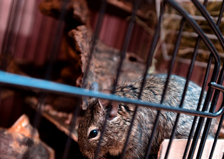 Animal exclusion work in Alma
