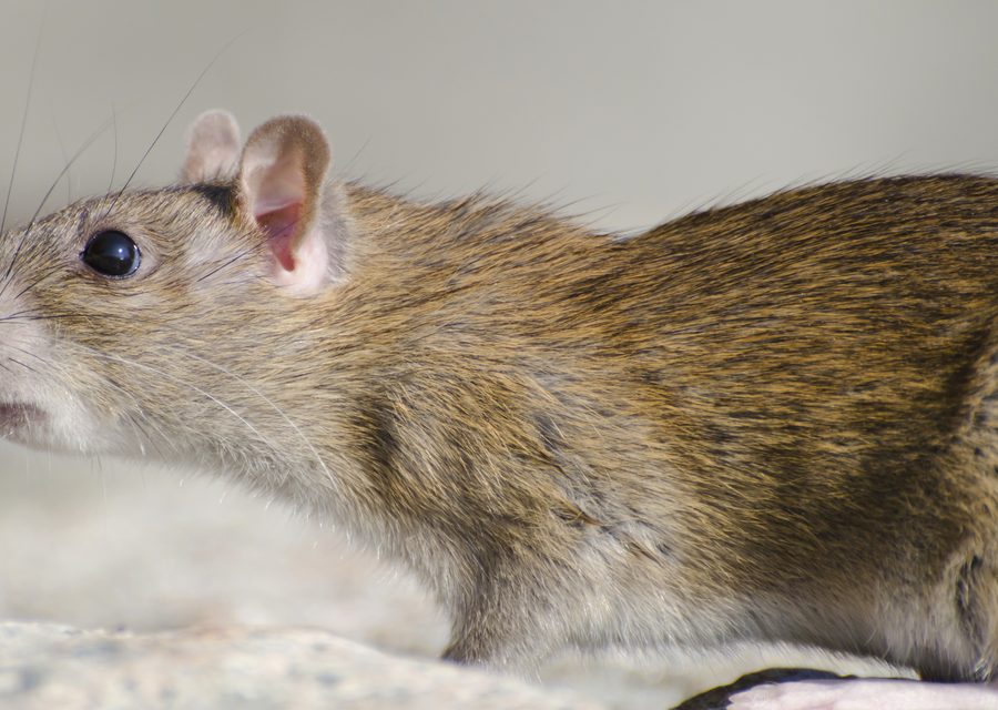 Animal exclusion work in Pea Ridge