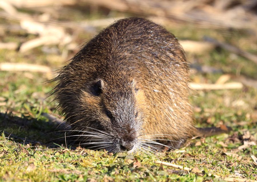 Animal exclusion work in Eatonton