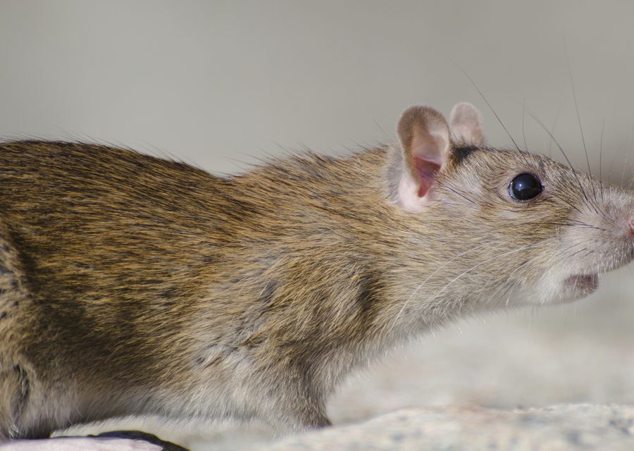 Animal exclusion work in Easton