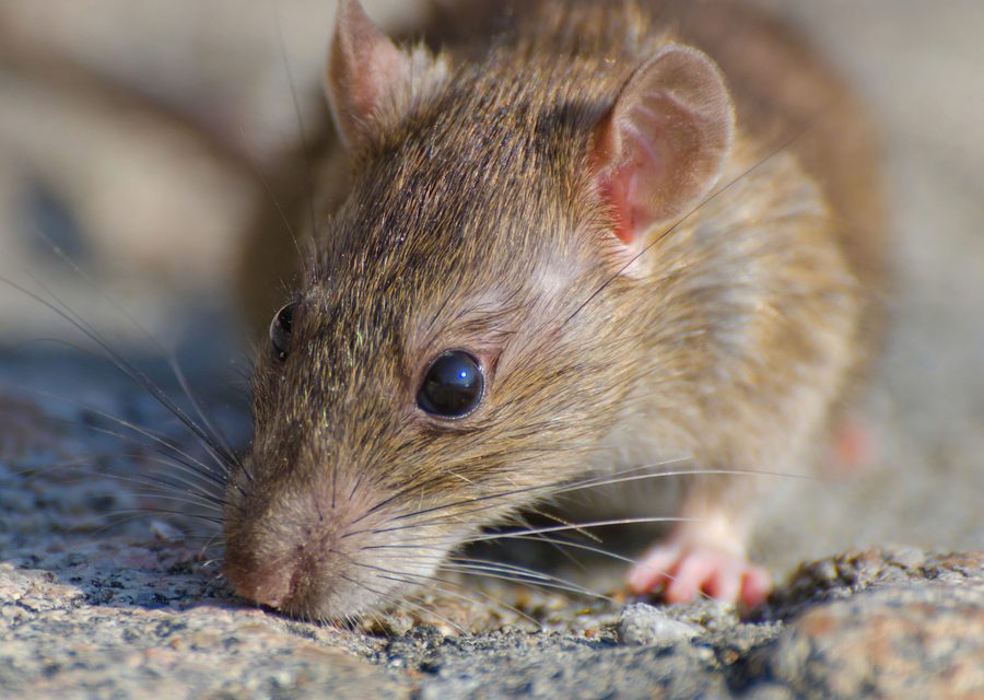Animal exclusion work in Garfield