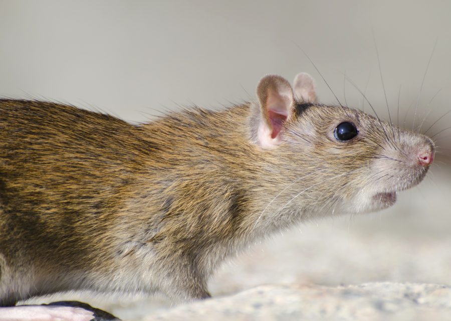 Animal exclusion work in Fall Branch