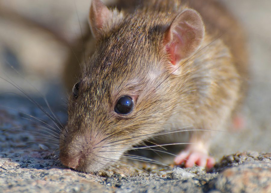 Animal exclusion work in Cedarville