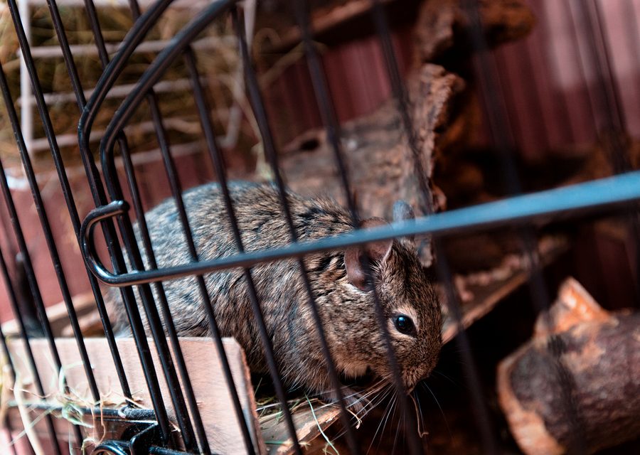 Animal exclusion work in Lower Towamensing