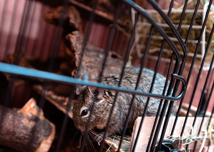 Animal exclusion work in Winterville