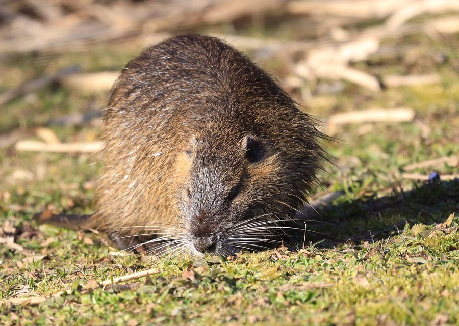 Animal exclusion work in Russellville