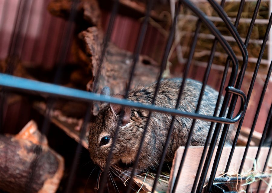 Animal exclusion work in Shady Valley