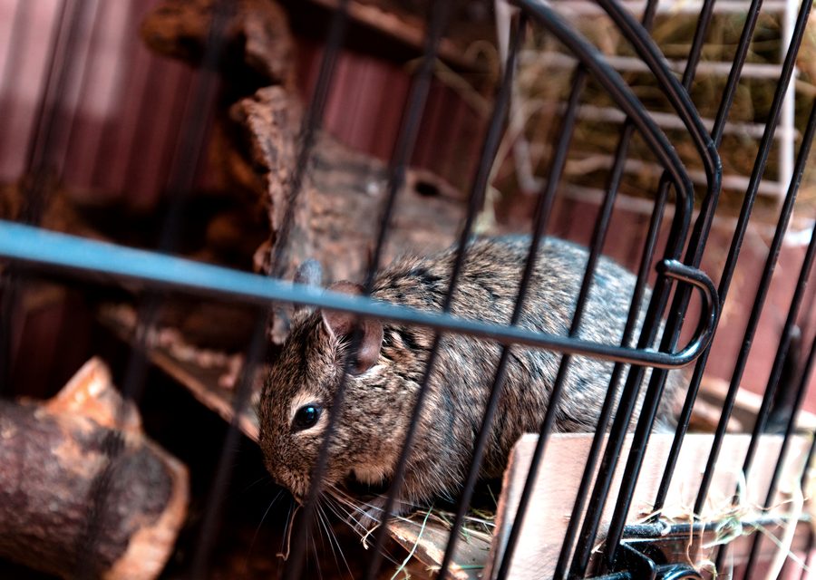 Animal exclusion work in Stuart