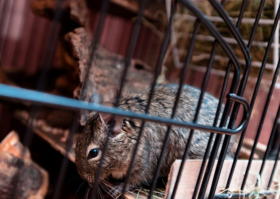 Animal exclusion work in Independence