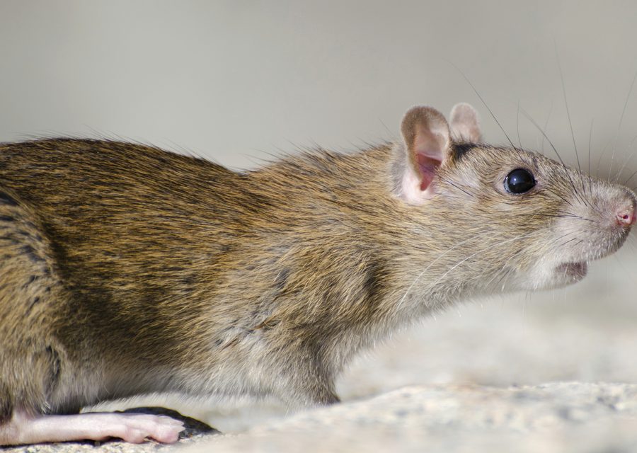Animal exclusion work in Tellico Plains