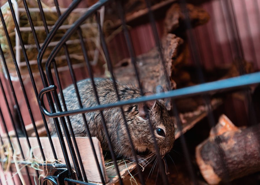 Animal exclusion work in Rogers