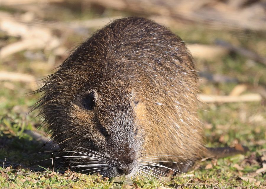 Animal exclusion work in Lowell