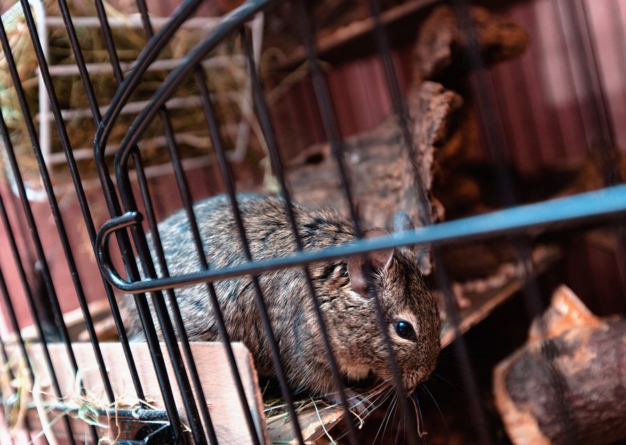 Animal exclusion work in Hollister