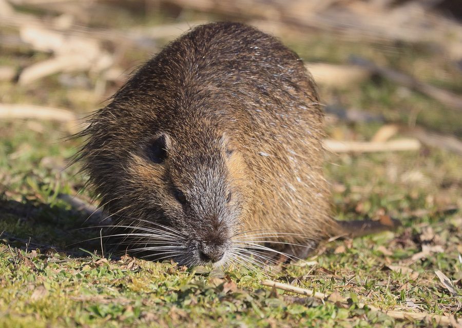 Animal exclusion work in Van Buren