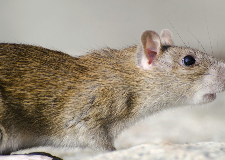 Animal exclusion work in Neosho