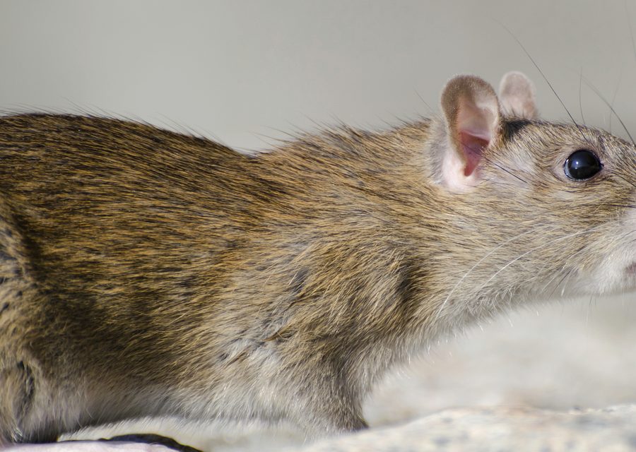 Animal exclusion work in Hiwasse
